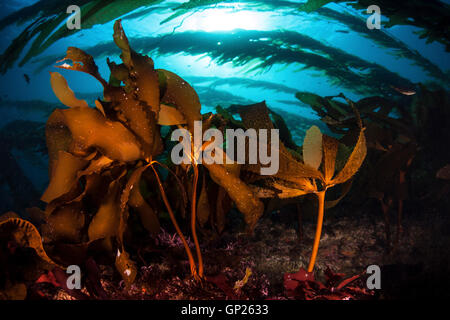 Varie specie di fuco in Kelpforest, Isole del Canale, CALIFORNIA, STATI UNITI D'AMERICA Foto Stock