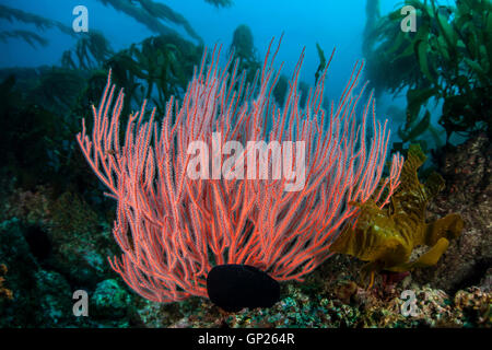 Gorgonia rosso corallo a frusta, Lophogorgia chilensis, Isole del Canale, CALIFORNIA, STATI UNITI D'AMERICA Foto Stock