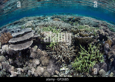 Vari i coralli crescono sulla cima della scogliera, il Parco Nazionale di Komodo, Indonesia Foto Stock
