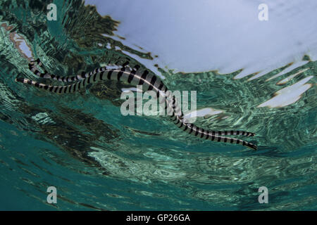 Nastrare Sea Krait, Laticauda colubrina, Parco Nazionale di Komodo, Indonesia Foto Stock