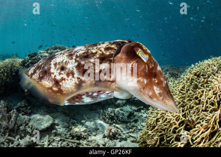 Seppie Broadclub deposizione delle uova, latimanus seppia, Parco Nazionale di Komodo, Indonesia Foto Stock