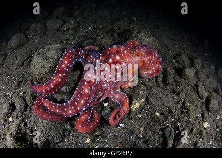 Notte stellata di polpo, Octopus luteus, Parco Nazionale di Komodo, Indonesia Foto Stock