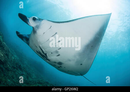 Reef Manta Ray, Manta alfredi, Parco Nazionale di Komodo, Indonesia Foto Stock