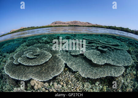 Tabella Coral crescente sulla cima della scogliera, Acropora sp., Parco Nazionale di Komodo, Indonesia Foto Stock