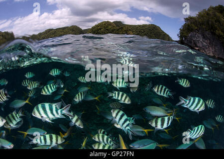 Secca di forbici-tail sergente, Abudefduf sexfasciatus, Micronesia, Palau Foto Stock
