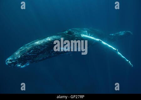 Humpback Whale, Megaptera novaeangliae, Banca d'argento, Oceano Atlantico, Repubblica Dominicana Foto Stock