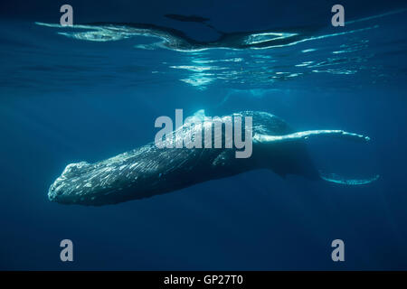 Humpback Whale, Megaptera novaeangliae, Banca d'argento, Oceano Atlantico, Repubblica Dominicana Foto Stock