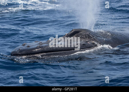 Humpback Whale respiro sulla superficie, Megaptera novaeangliae, Banca d'argento, Oceano Atlantico, Repubblica Dominicana Foto Stock