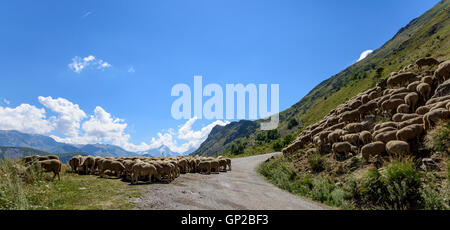 Gregge di pecore (Ovis aries) al centro della strada nelle Alpi francesi, vicino Clavans-en-Haut, Isere, Oisans, Francia, Europa Foto Stock