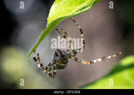 Un giardino comune ragno nel Sussex Foto Stock