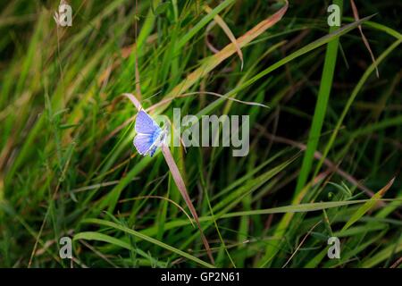 Argento Studded Blue Butterfly sul Cornish Coast, England, Regno Unito Foto Stock