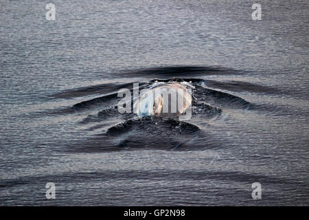 Violare Humpback Whale (Megaptera novaeangliae) serata di coda Misty Fjords National Monument all'interno del passaggio a sud-est di Alaska US Foto Stock