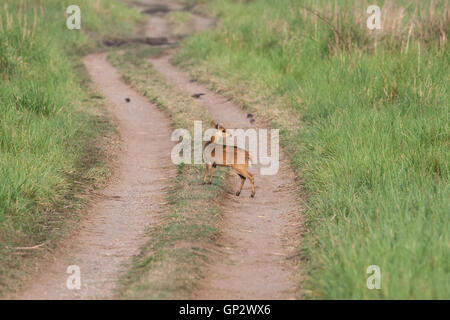 Il Porco indiano Cervo sorge in avviso le praterie di Dhikala in Jim Corbett National Park Foto Stock