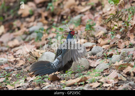 Il kalij fagiano (Lophura leucomelanos) che si trovano nelle foreste e canneti, specialmente nei foothills dell'Himalaya, Corbett Park Foto Stock