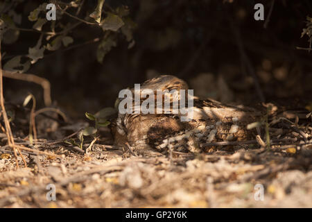 Grande-tailed nightjar (Caprimulgus macrurus) in Keoladeo Bird Sanctuary Bharatpur mimetizzati con la caduta foglie Foto Stock