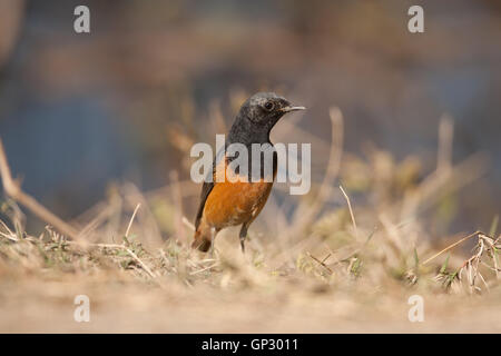 Il codirosso spazzacamino (Phoenicurus ochruros) in Keoladeo Bird Sanctuary Bharatpur Foto Stock