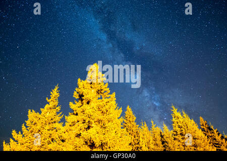 Una vista delle stelle della Via Lattea con una foresta di conifere in primo piano. Notte cielo estate montagna paesaggio. Foto Stock