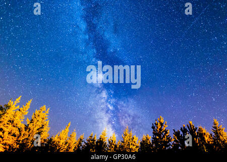 Una vista delle stelle della Via Lattea con una foresta di conifere in primo piano. Notte cielo estate montagna paesaggio. Foto Stock