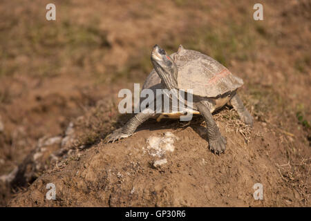 Rosso tetto coronato la tartaruga sulla sponda del fiume Chambal in su il Madhya Pradesh Uttar Pradesh confine in India Foto Stock