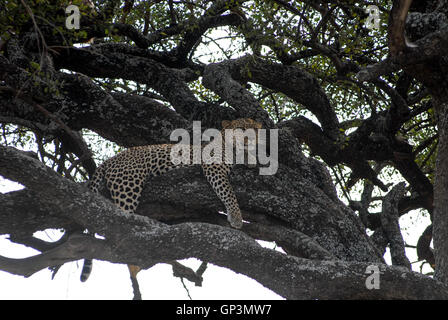 TANZANIA Serengeti Nationalpark vicino ad Arusha , Leopard su albero / TANZANIA Serengeti Nationalpark bei Arusha , leopard auf einem Baum Foto Stock