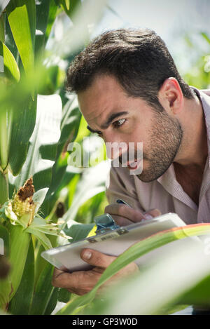 Ispettore ispeziona mais in campo Foto Stock