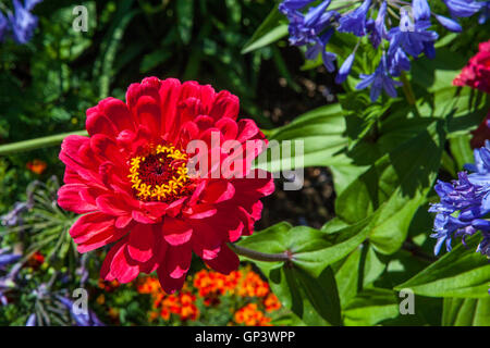 Un colore rosso Zinnia fiore. Foto Stock