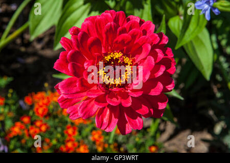 Un colore rosso Zinnia fiore. Foto Stock