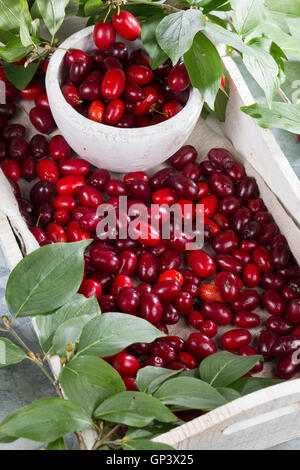 Kornelkirsche, Kornelkirschen, Ernte, gesammelt, Kornel-Kirsche, Kornellkirsche, Kornellkirschen, Kornel, Kornell, Frucht, Früch Foto Stock