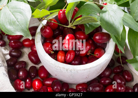 Kornelkirsche, Kornelkirschen, Ernte, gesammelt, Kornel-Kirsche, Kornellkirsche, Kornellkirschen, Kornel, Kornell, Frucht, Früch Foto Stock