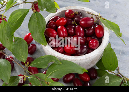 Kornelkirsche, Kornelkirschen, Ernte, gesammelt, Kornel-Kirsche, Kornellkirsche, Kornellkirschen, Kornel, Kornell, Frucht, Früch Foto Stock