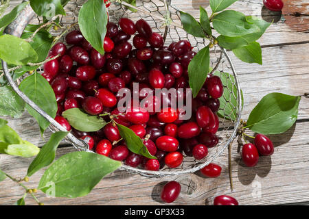 Kornelkirsche, Kornelkirschen, Ernte, gesammelt, Kornel-Kirsche, Kornellkirsche, Kornellkirschen, Kornel, Kornell, Frucht, Früch Foto Stock