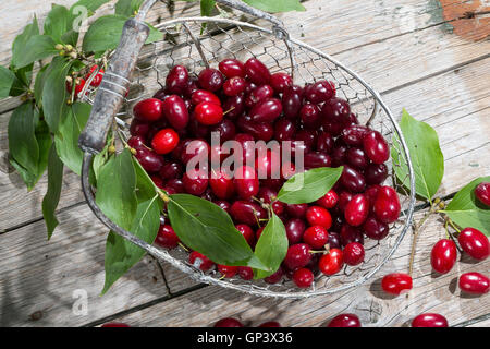 Kornelkirsche, Kornelkirschen, Ernte, gesammelt, Kornel-Kirsche, Kornellkirsche, Kornellkirschen, Kornel, Kornell, Frucht, Früch Foto Stock