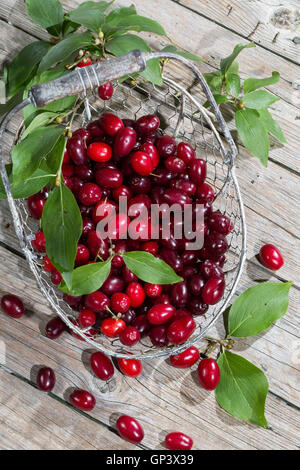 Kornelkirsche, Kornelkirschen, Ernte, gesammelt, Kornel-Kirsche, Kornellkirsche, Kornellkirschen, Kornel, Kornell, Frucht, Früch Foto Stock