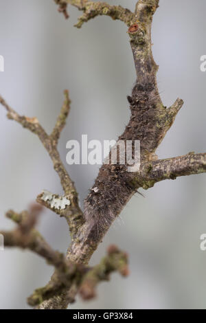 Kupferglucke, Kupfer-Glucke, überwinternde Raupe, Überwinterung, Gastropacha quercifolia, Phalaena quercifolia, falda, caterpil Foto Stock