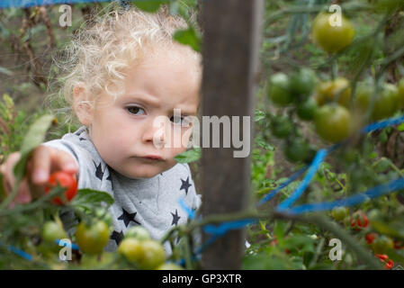 Bambina la raccolta di pomodori ciliegini da orto Foto Stock