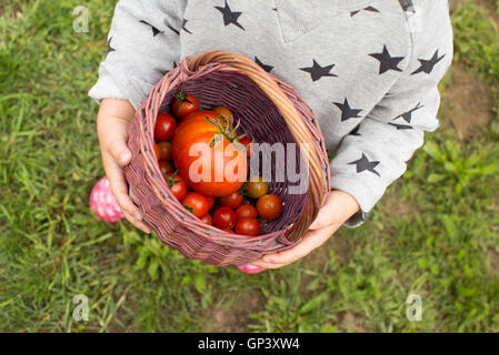 Bambino cestello di trasporto di appena raccolto di pomodori ciliegini Foto Stock