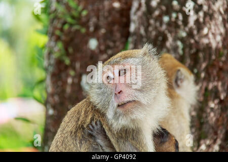 Monkey o ape è il nome comune del phylum chordate. Mammifero Foto Stock