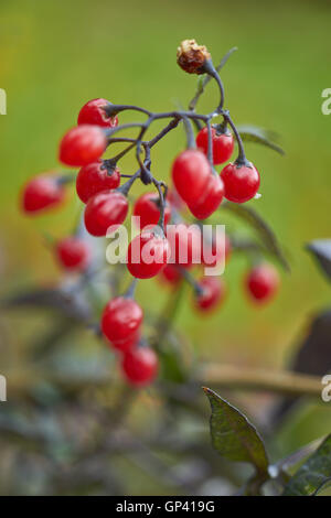 Bacche rosse di Solanum dulcamara amaro agrodolce nightshade centinodia blu Foto Stock