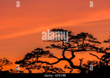 Il cielo nuvoloso di albero colorato ombra Foto Stock