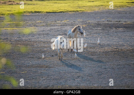 White cavalli Camargue e guardabuoi (Bubulcus ibis) Foto Stock