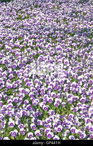 Un sacco di bianco e viola pansies Foto Stock