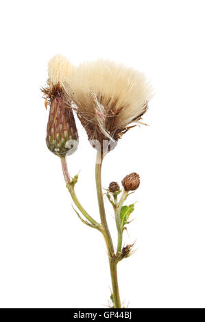 Creeping Thistle,Cirsium arvense, teste di seme e fogliame isolata contro bianco Foto Stock