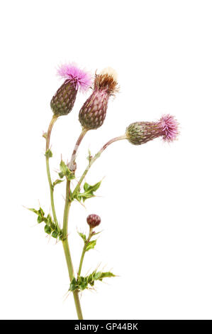 Creeping Thistle, Cirsium arvense, fiori e fogliame isolata contro bianco Foto Stock