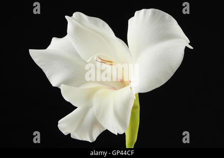 Bianco fiore Gladiolus isolata contro il nero Foto Stock