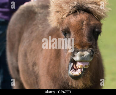 Un pony Shetland con un largo sorriso e mop di capelli Foto Stock