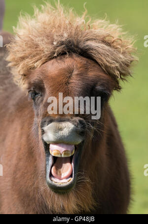 Un pony Shetland con un largo sorriso e mop di capelli Foto Stock