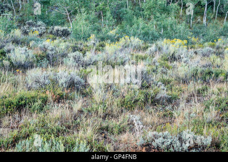 Tarda estate arazzo di aspen alberi , fiori selvatici, sagebrush e altri arbusti nel parco del Nord del Colorado Foto Stock