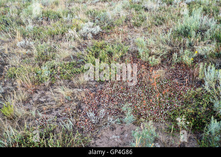 Tarda estate arazzo di fiori selvatici, sagebrush e altri arbusti nel parco del Nord del Colorado Foto Stock