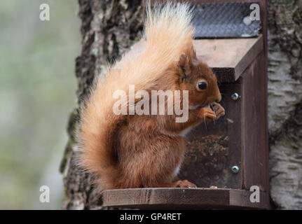 Scoiattolo rosso sull'alimentatore Foto Stock