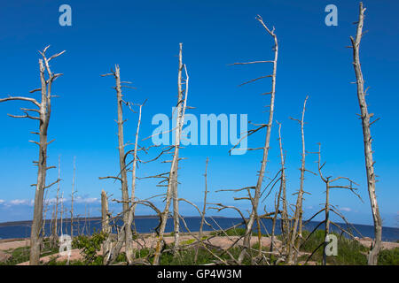 Foto originale. Foresta persa a causa di nidificazione di cormorani. Dolgii isola corallina. Il golfo di Finlandia Foto Stock